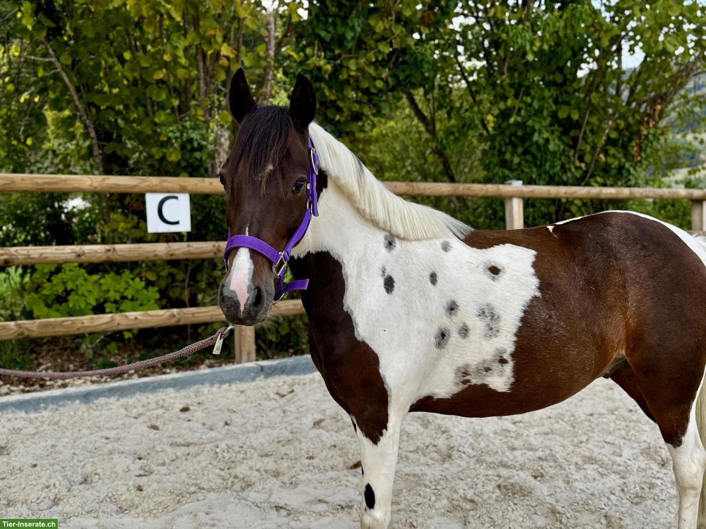Bild 6: Braver Ponywallach, 1.25cm, Jg. 2020