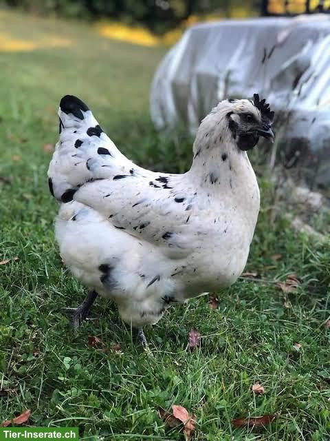 Bruteier "Zombie Chicken"