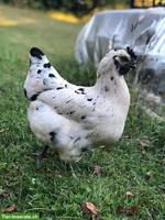 Bruteier "Zombie Chicken"