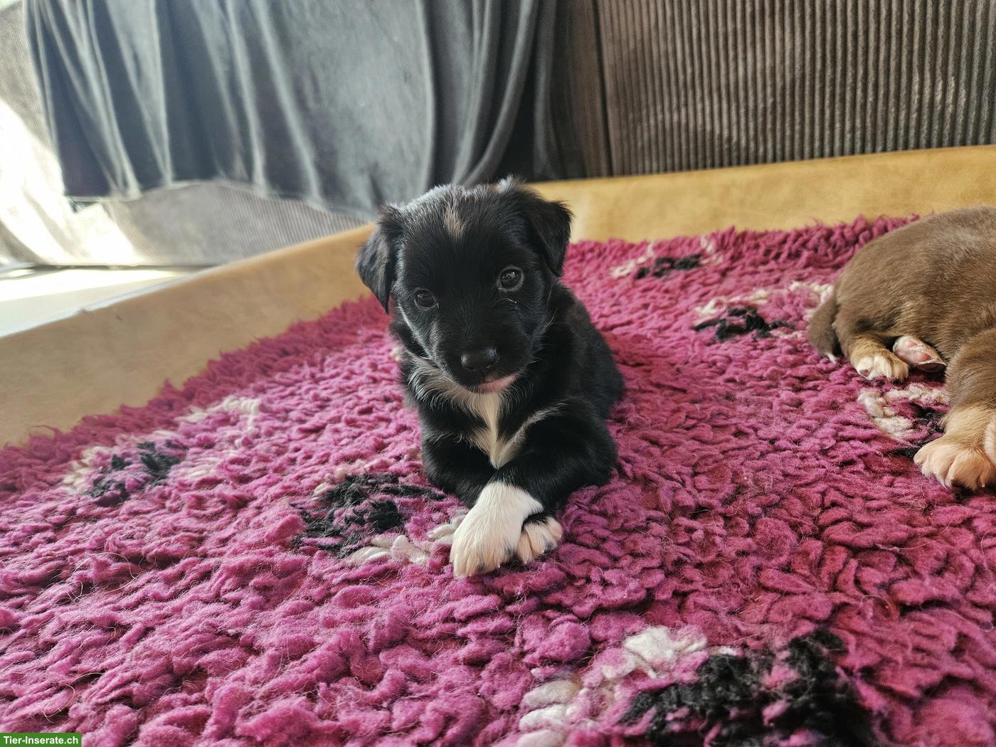 Miniature Australian Shepherd / Mini Aussie Welpe, Hündin