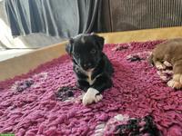 Miniature Australian Shepherd / Mini Aussie Welpe, Hündin
