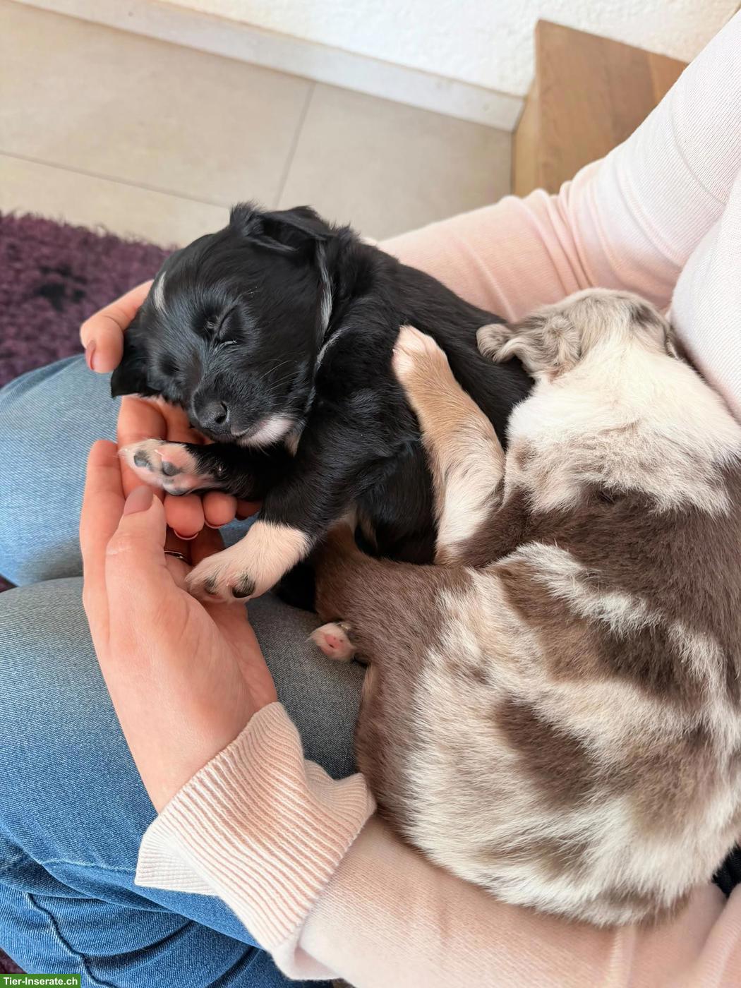 Bild 2: Miniature Australian Shepherd / Mini Aussie Welpe, Hündin