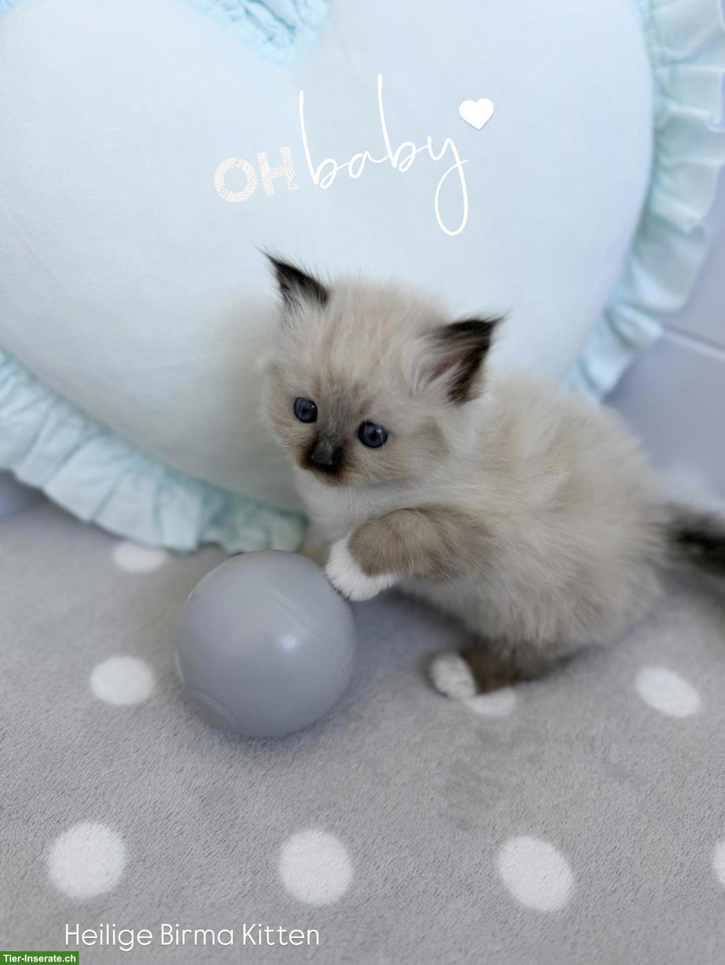 Heilige Birma Kitten - zauberhafte Samtpfote zum Liebhaben