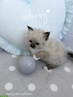 Heilige Birma Kitten, zauberhafte Samtpfote zum Liebhaben