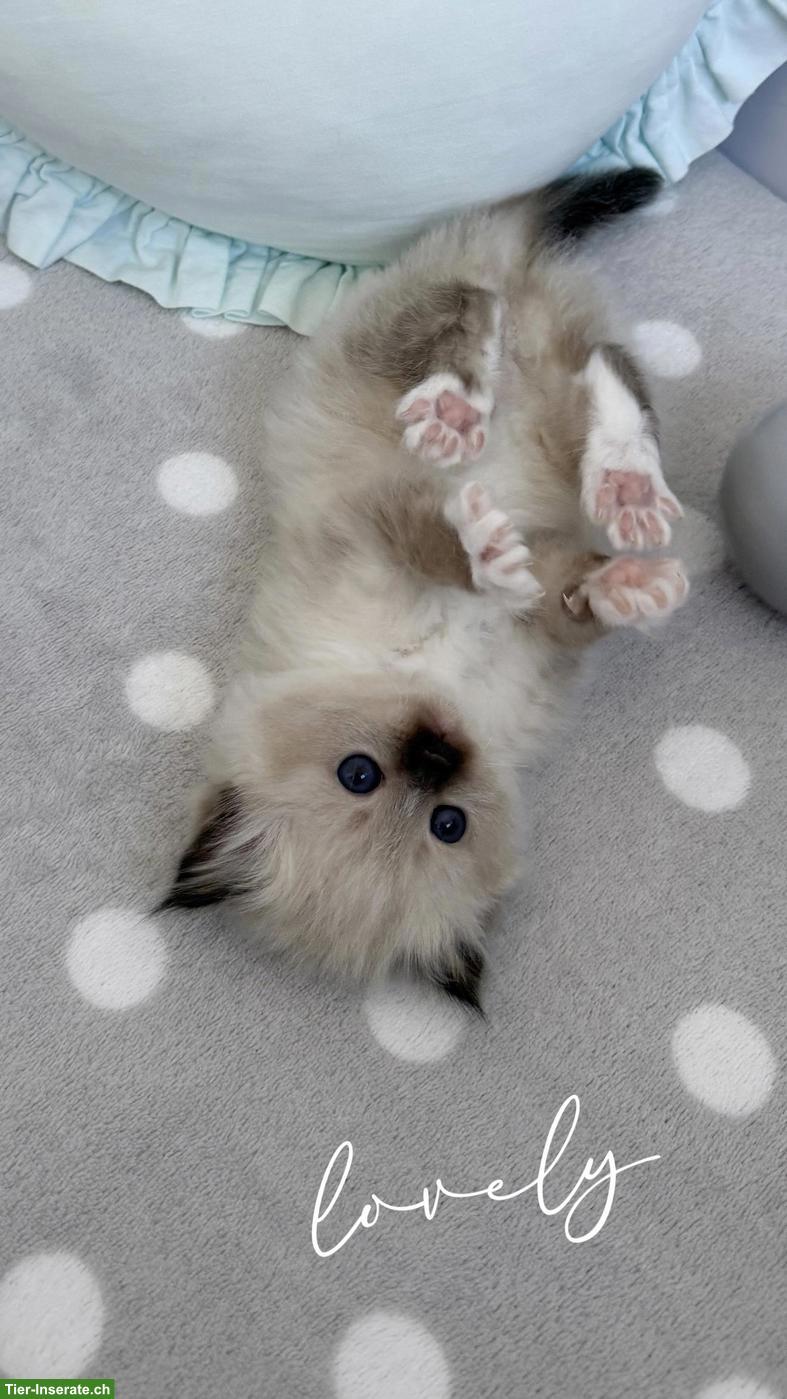 Bild 2: Heilige Birma Kitten - zauberhafte Samtpfote zum Liebhaben