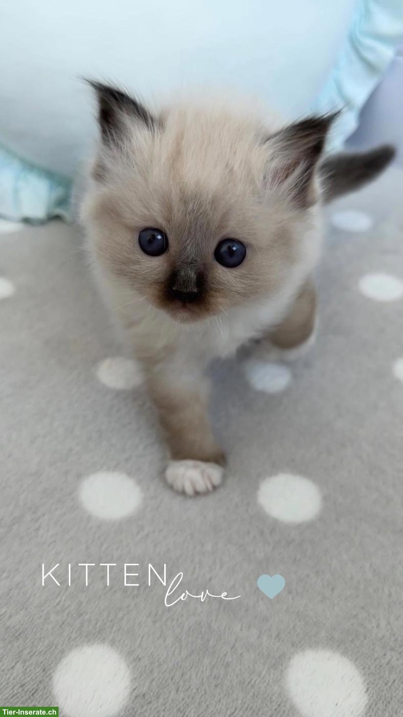 Bild 3: Heilige Birma Kitten - zauberhafte Samtpfote zum Liebhaben