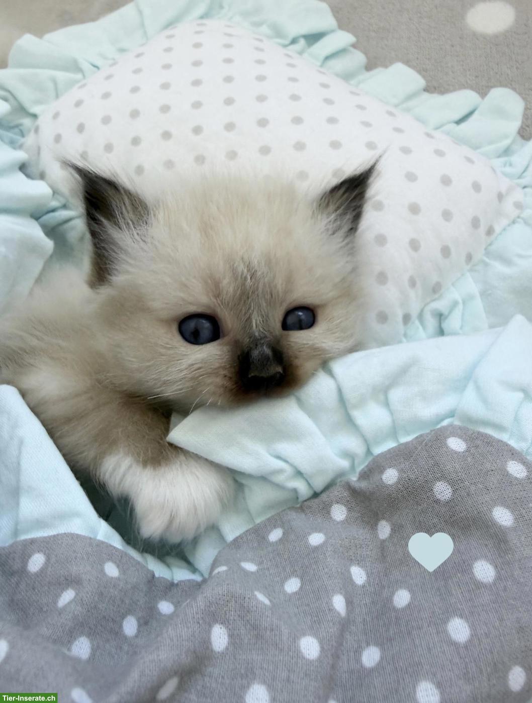 Bild 4: Heilige Birma Kitten - zauberhafte Samtpfote zum Liebhaben