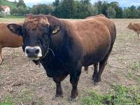 Aubrac Zuchtstier zu verkaufen oder zu vermieten