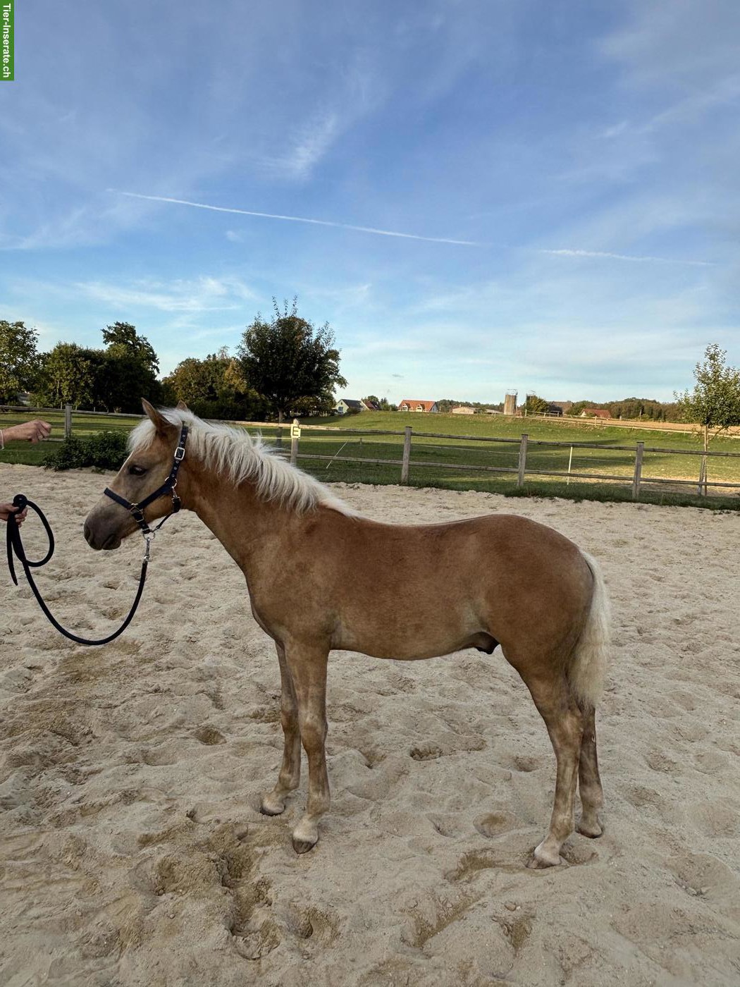 Haflinger Hengstfohlen, sehr zutraulich
