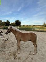 Haflinger Hengstfohlen, sehr zutraulich