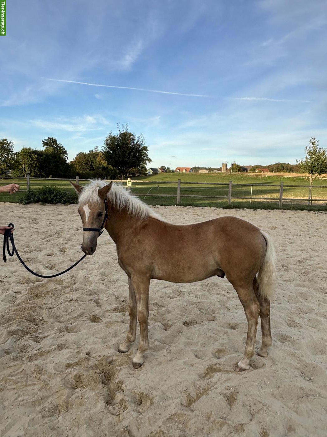 Bild 2: Haflinger Hengstfohlen, sehr zutraulich