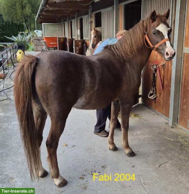 Welsh Pony wegen Aufgabe der Reitschule günstig abzugeben