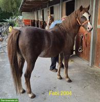 Welsh Pony wegen Aufgabe der Reitschule günstig abzugeben