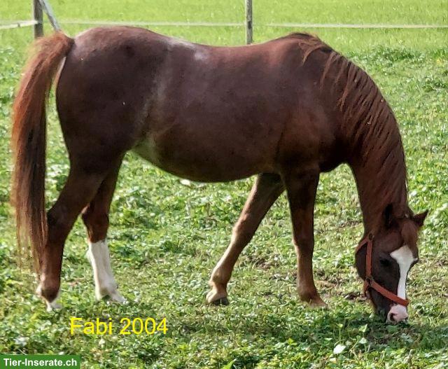 Bild 2: Welsh Pony wegen Aufgabe der Reitschule günstig abzugeben