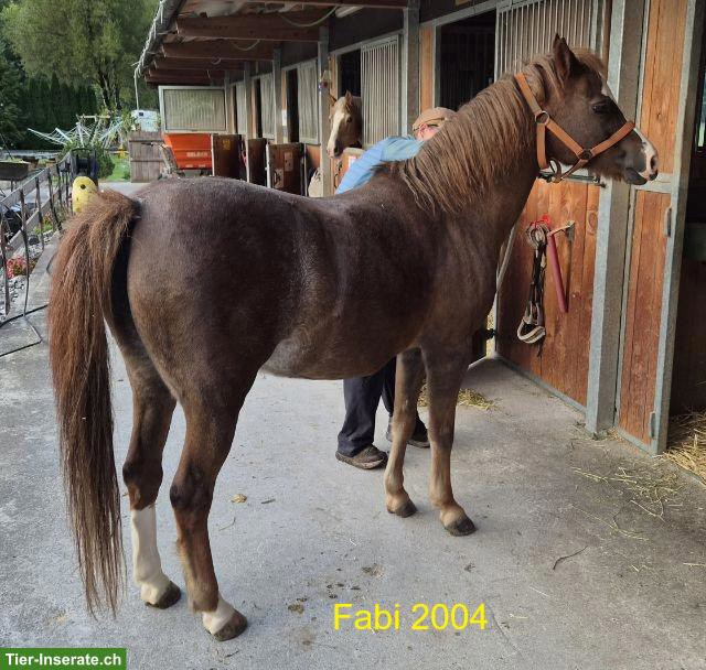 Bild 3: Welsh Pony wegen Aufgabe der Reitschule günstig abzugeben