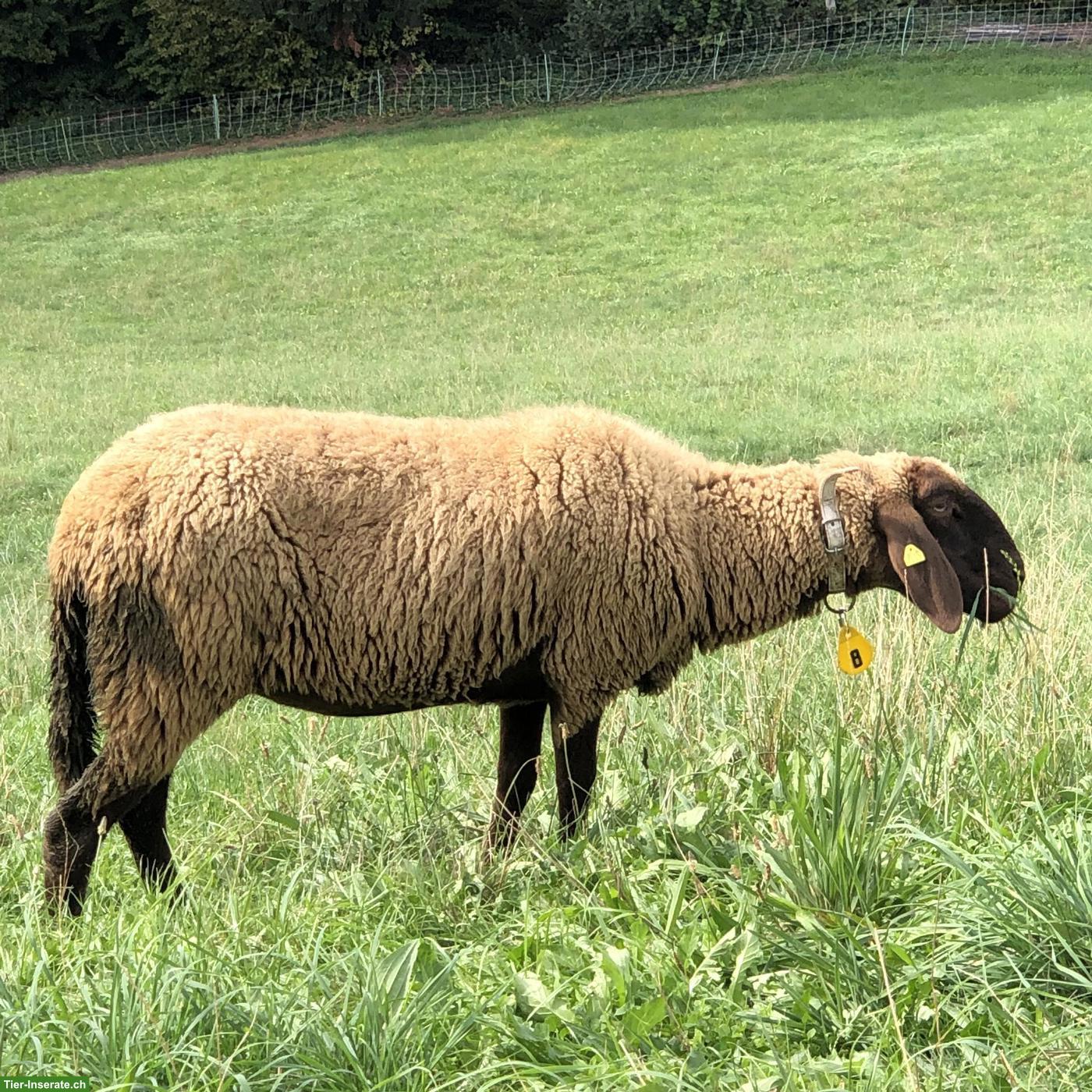 3 Engadiner Schaf Auen