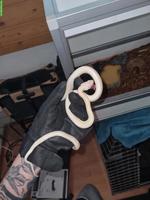 Weisse Kornnatter, Linguini