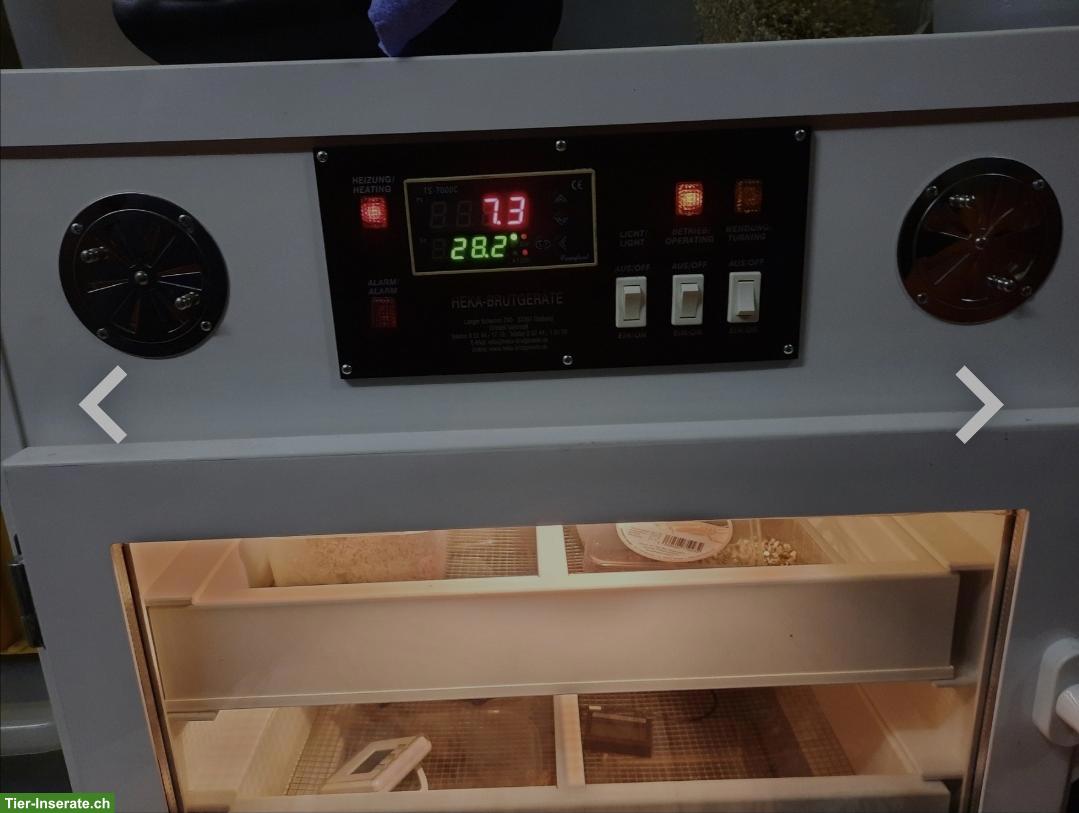 Bild 2: Inkubator von Tropic Shop zu verkaufen