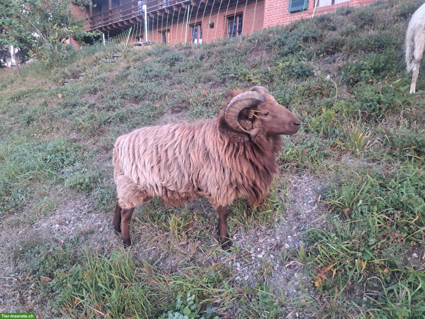 Schöner Zuchtbock, 2-jährig