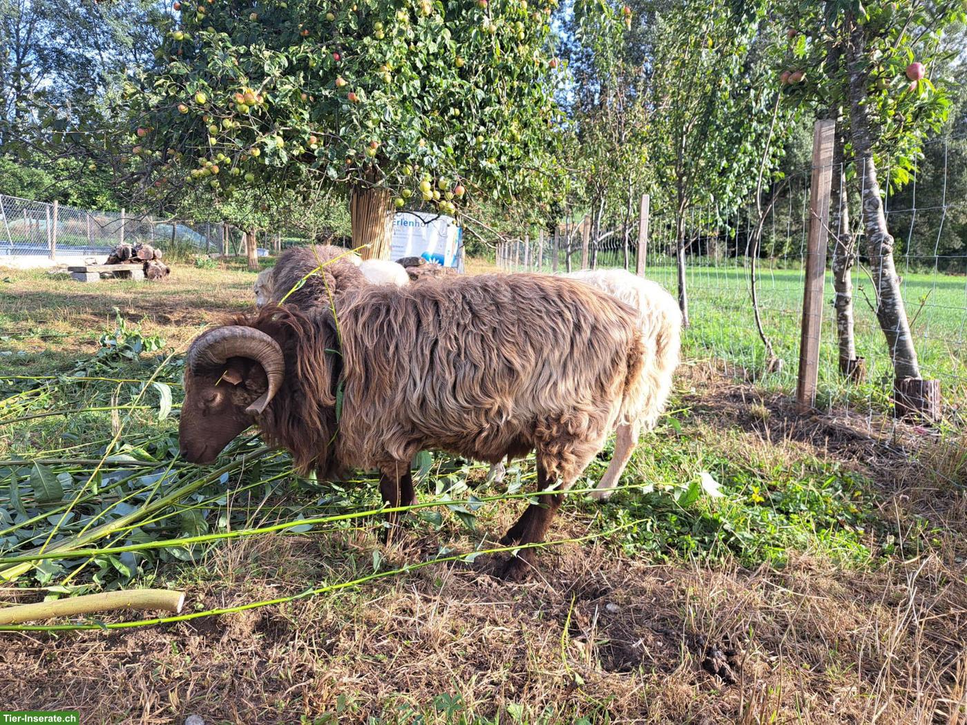 Bild 3: Schöner Zuchtbock, 2-jährig