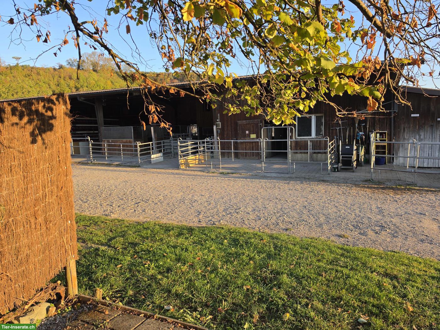 🐴 2 Grosszügige Auslaufboxen in Villigen AG, Top für Selbstversorger