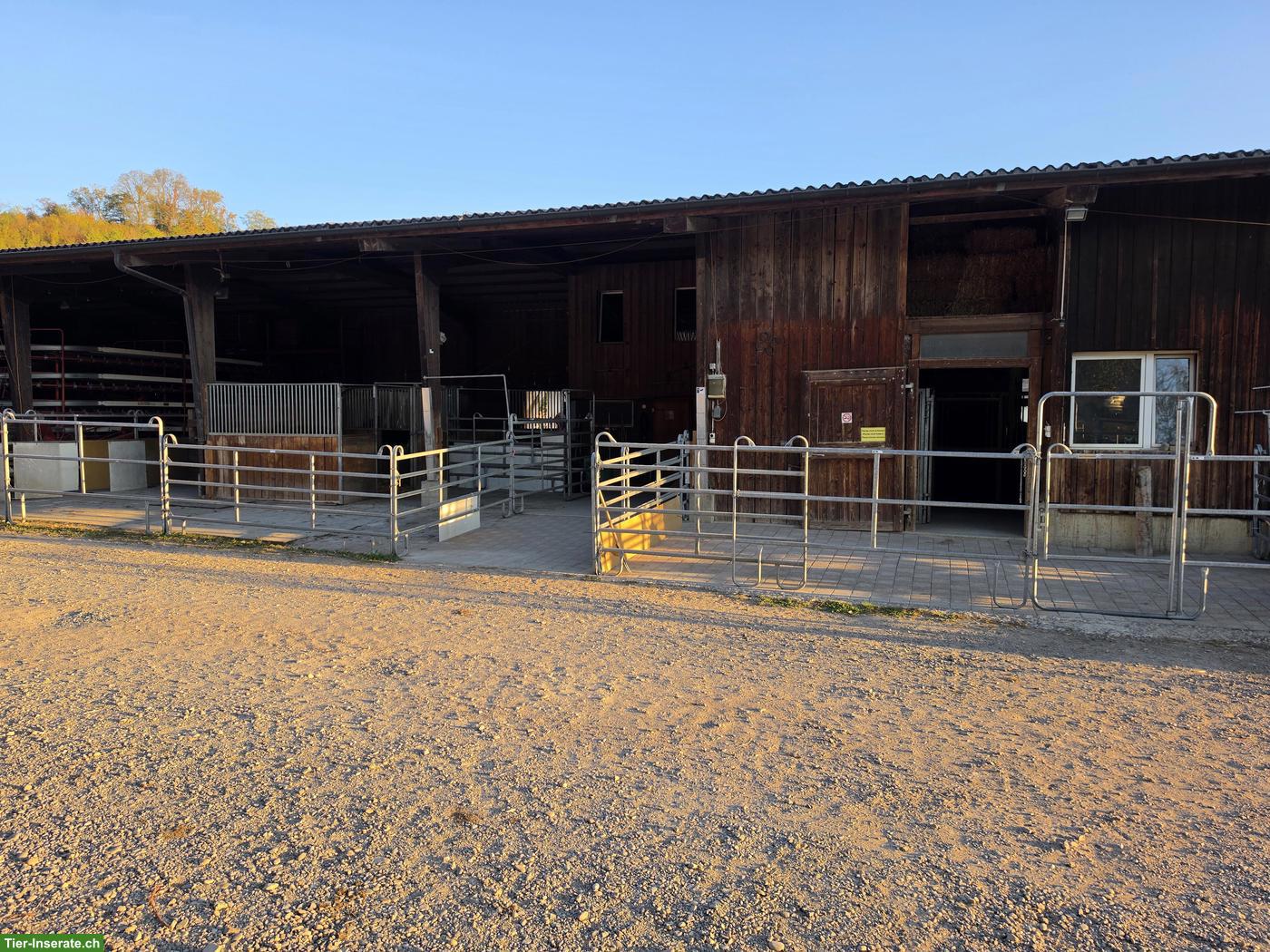 Bild 2: 🐴 2 Grosszügige Auslaufboxen in Villigen AG, Top für Selbstversorger