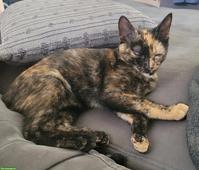 Schildpatt Katze sucht neues Zuhause