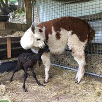 2 Alpaka Stuten, Mutter und Tochter