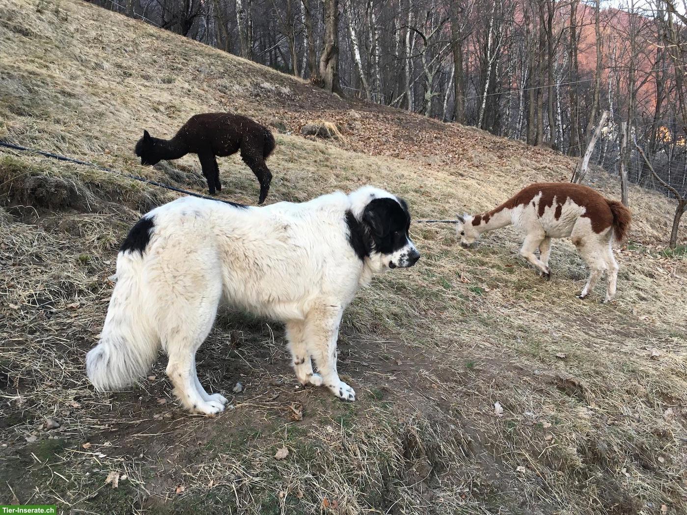 Bild 2: 2 Alpaka Stuten, Mutter und Tochter