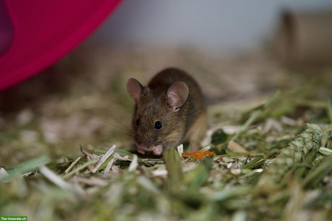 Twiggy 🐭 & Mochi 🐭, junge Farbmaus Schwestern suchen neues Zuhause