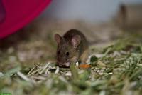 Twiggy 🐭 & Mochi 🐭, junge Farbmaus Schwestern suchen neues Zuhause