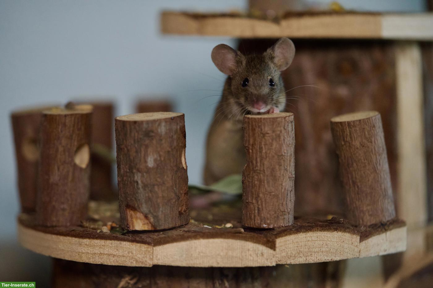 Bild 2: Twiggy 🐭 & Mochi 🐭, junge Farbmaus Schwestern suchen neues Zuhause
