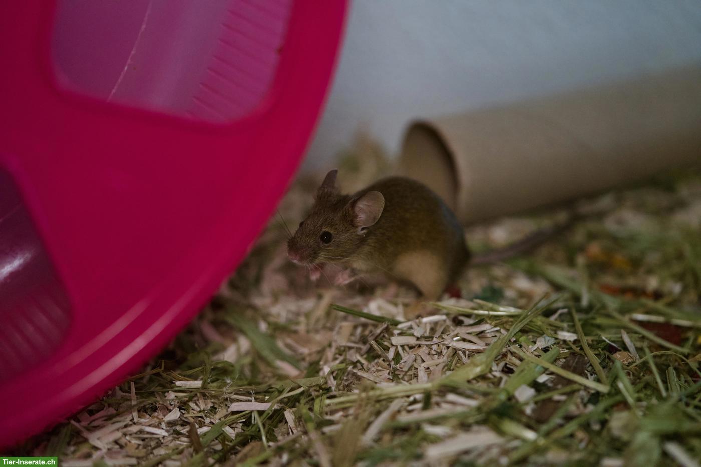 Bild 3: Twiggy 🐭 & Mochi 🐭, junge Farbmaus Schwestern suchen neues Zuhause