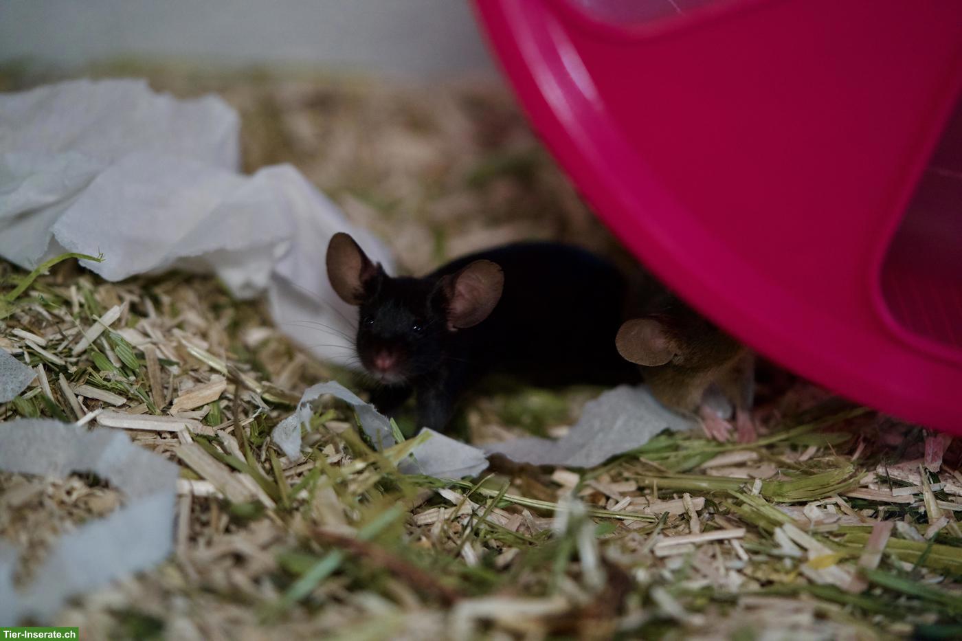 Bild 4: Twiggy 🐭 & Mochi 🐭, junge Farbmaus Schwestern suchen neues Zuhause