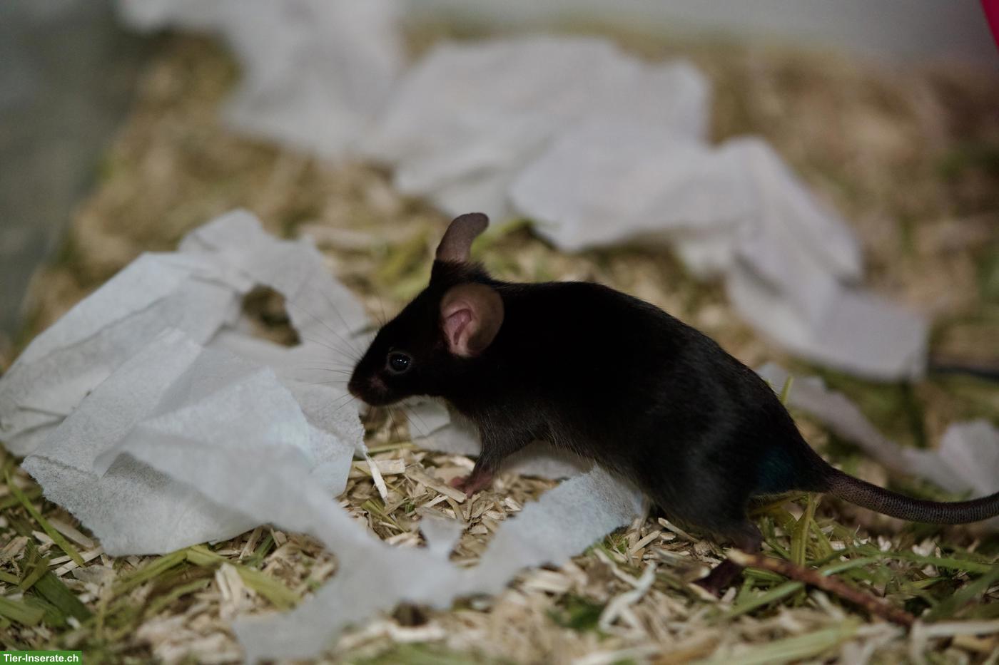 Bild 5: Twiggy 🐭 & Mochi 🐭, junge Farbmaus Schwestern suchen neues Zuhause