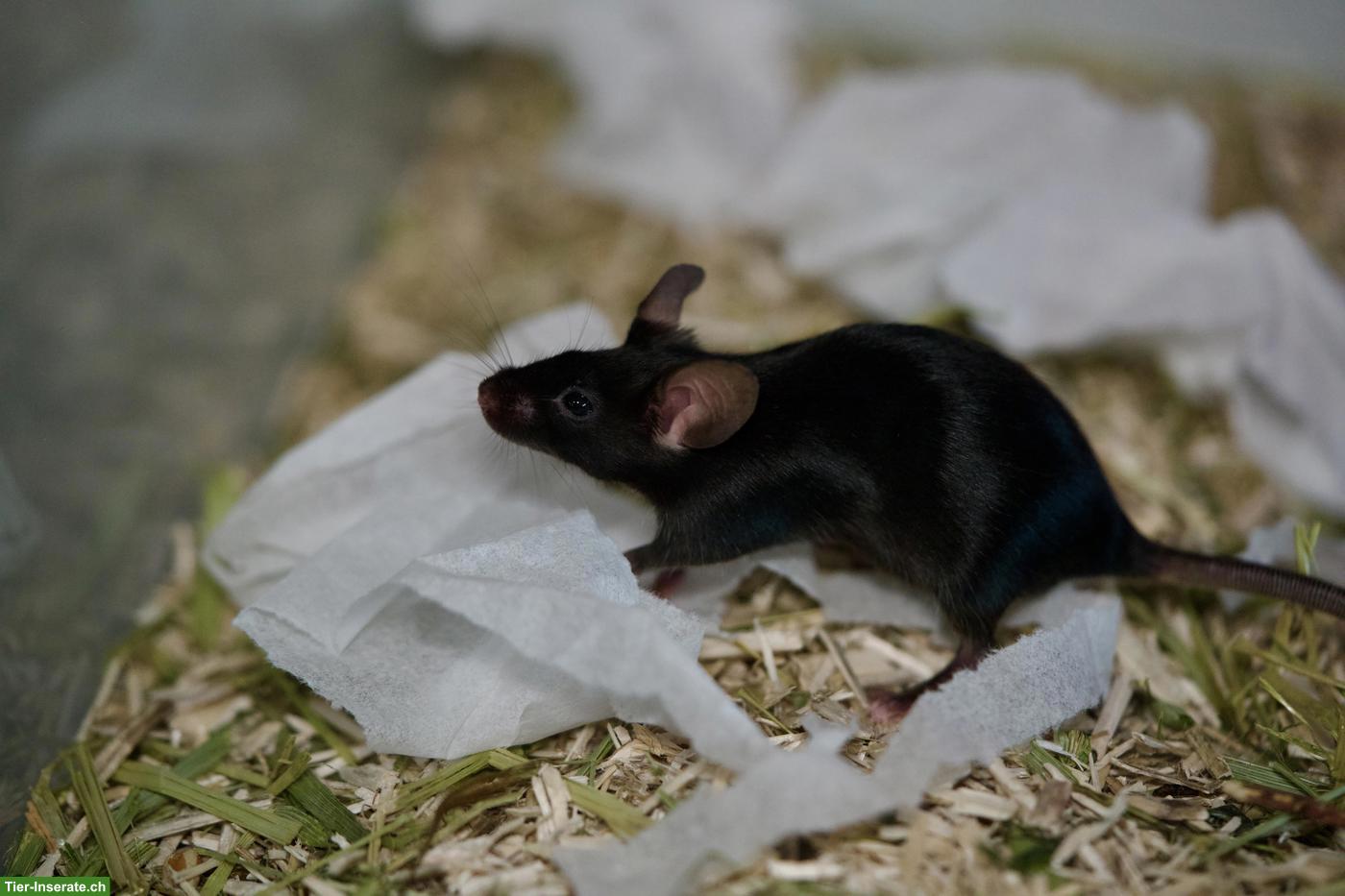 Bild 6: Twiggy 🐭 & Mochi 🐭, junge Farbmaus Schwestern suchen neues Zuhause