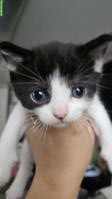 Süsser schwarz-weiss Kater