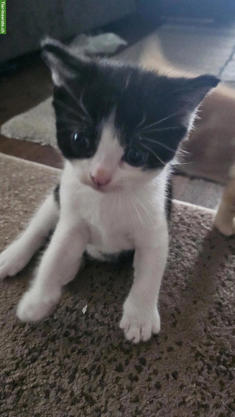 Bild 2: Süsser schwarz-weiss Kater