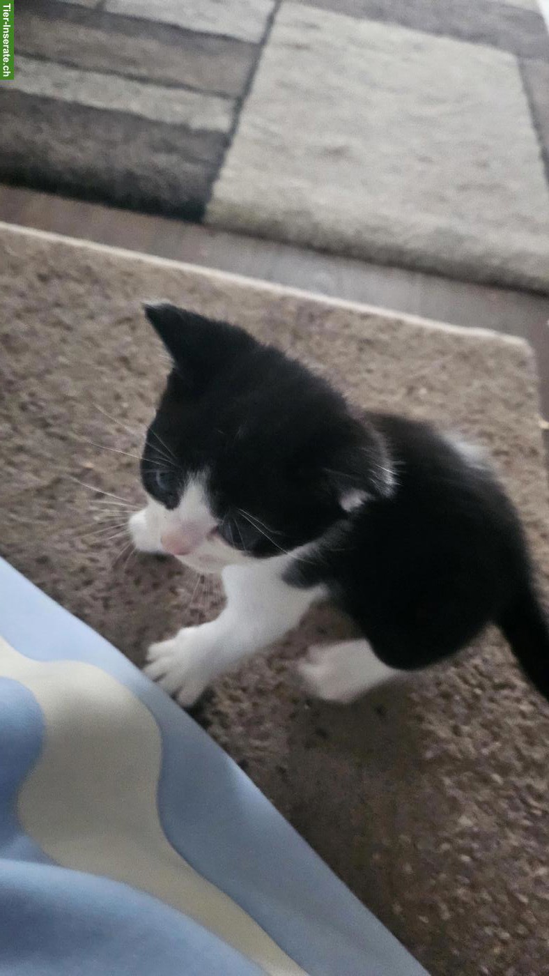 Bild 3: Süsser schwarz-weiss Kater