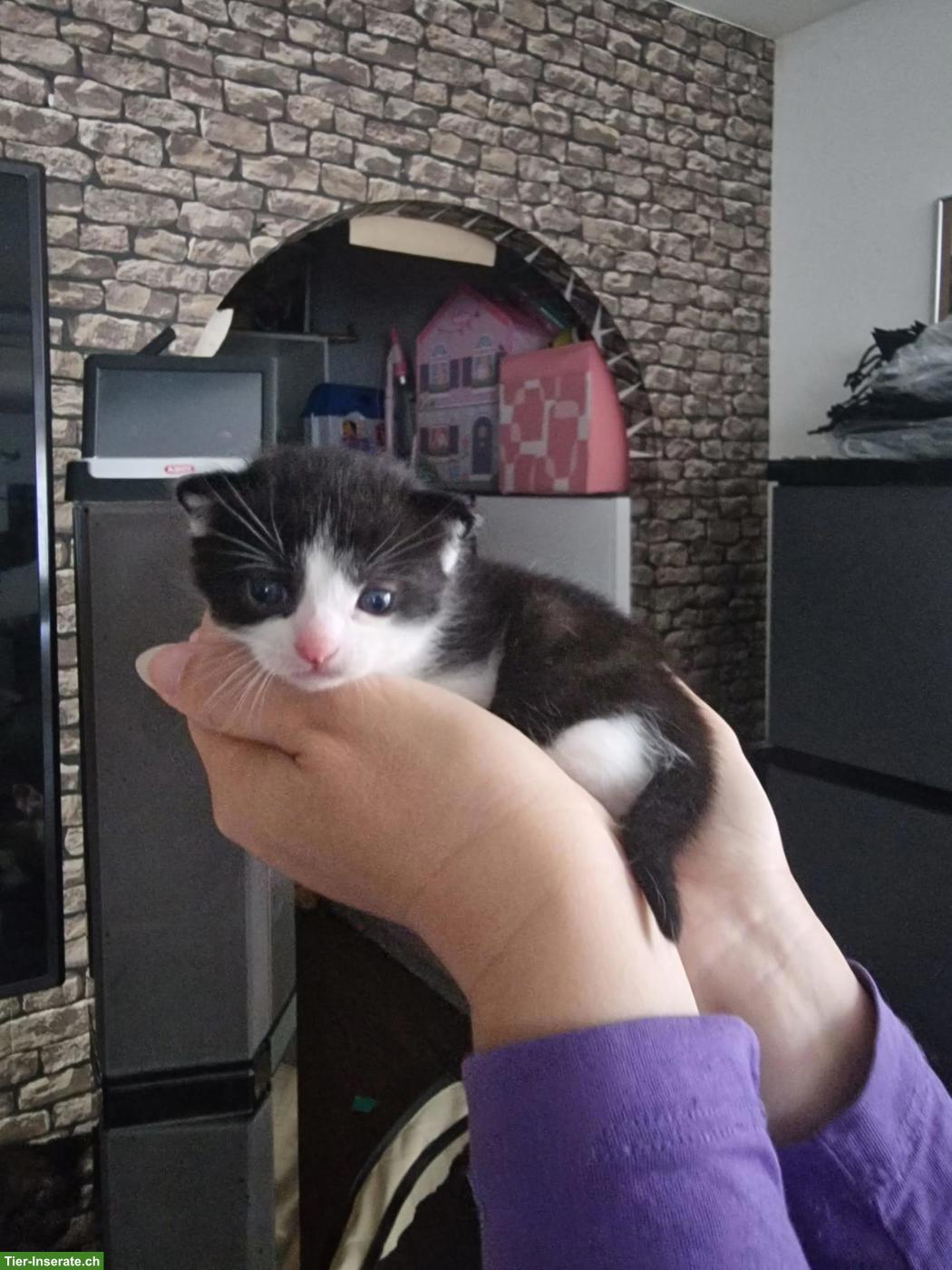 Bild 4: Süsser schwarz-weiss Kater