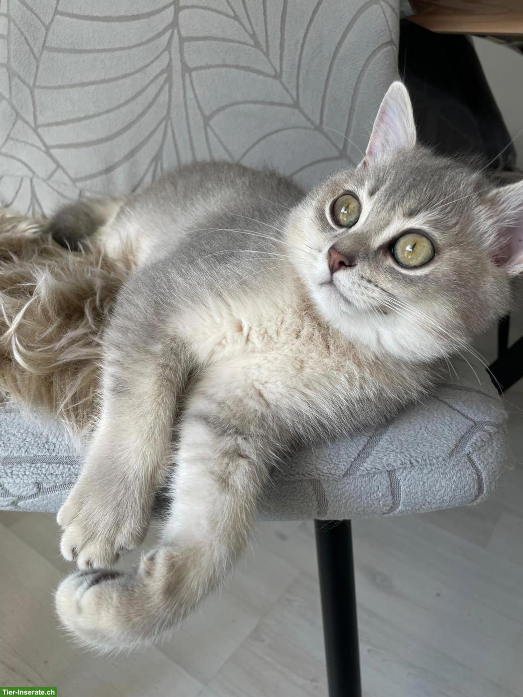 BKH Kitten (1 Kater) sucht ein liebevolles Zuhause