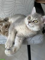 BKH Kitten (1 Kater) sucht ein liebevolles Zuhause