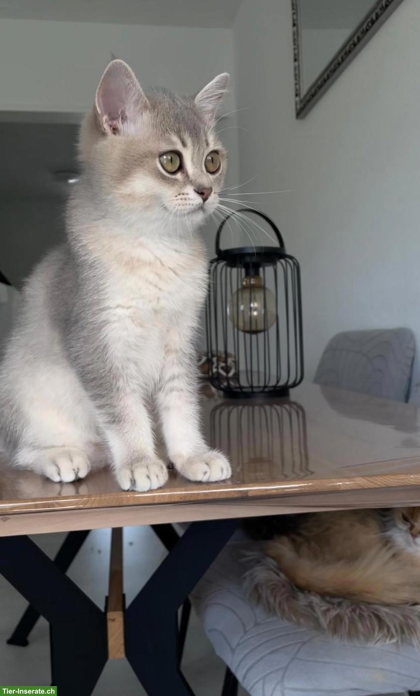 Bild 2: BKH Kitten (1 Kater) sucht ein liebevolles Zuhause