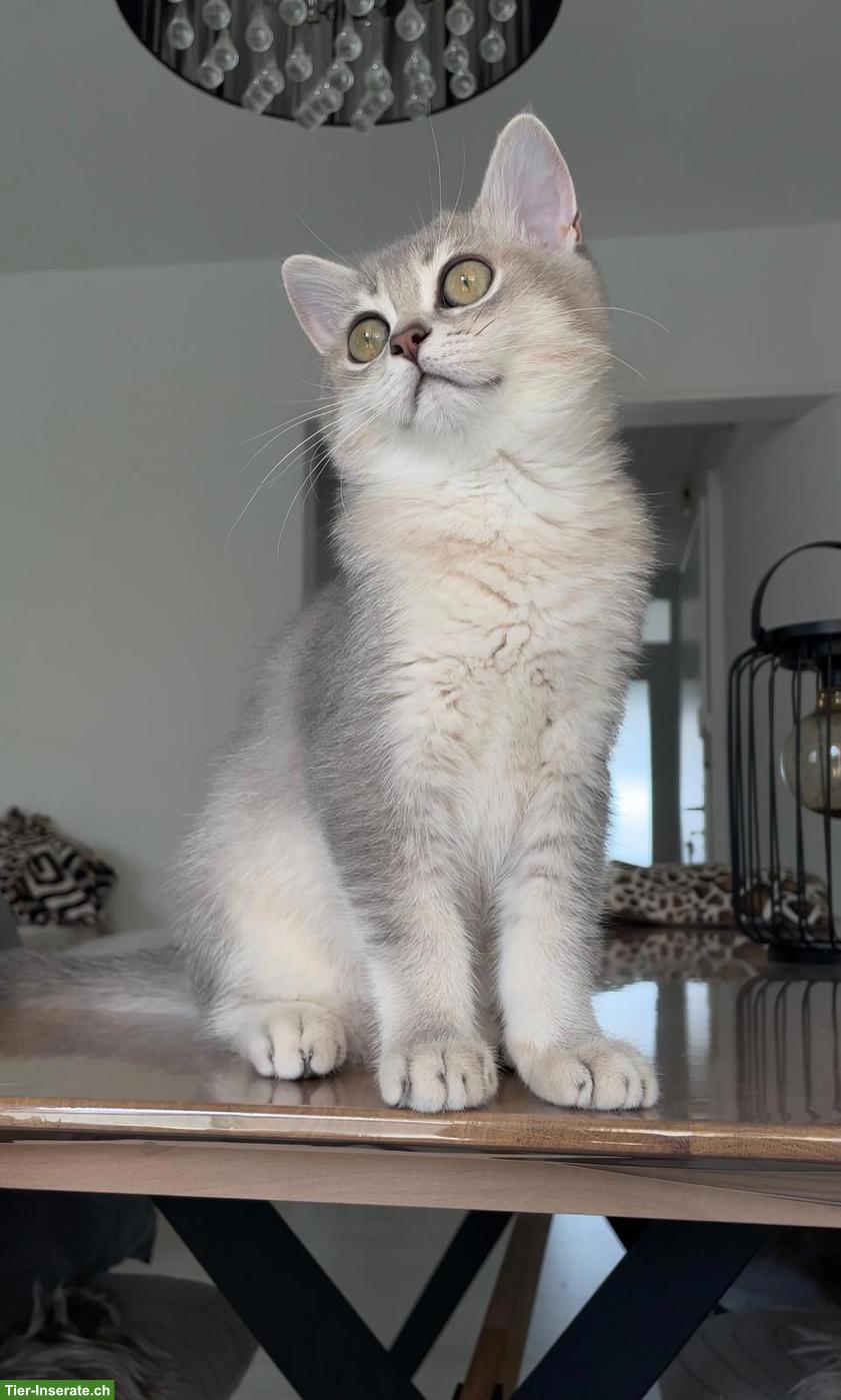 Bild 3: BKH Kitten (1 Kater) sucht ein liebevolles Zuhause