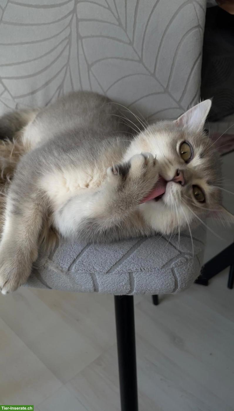 Bild 4: BKH Kitten (1 Kater) sucht ein liebevolles Zuhause