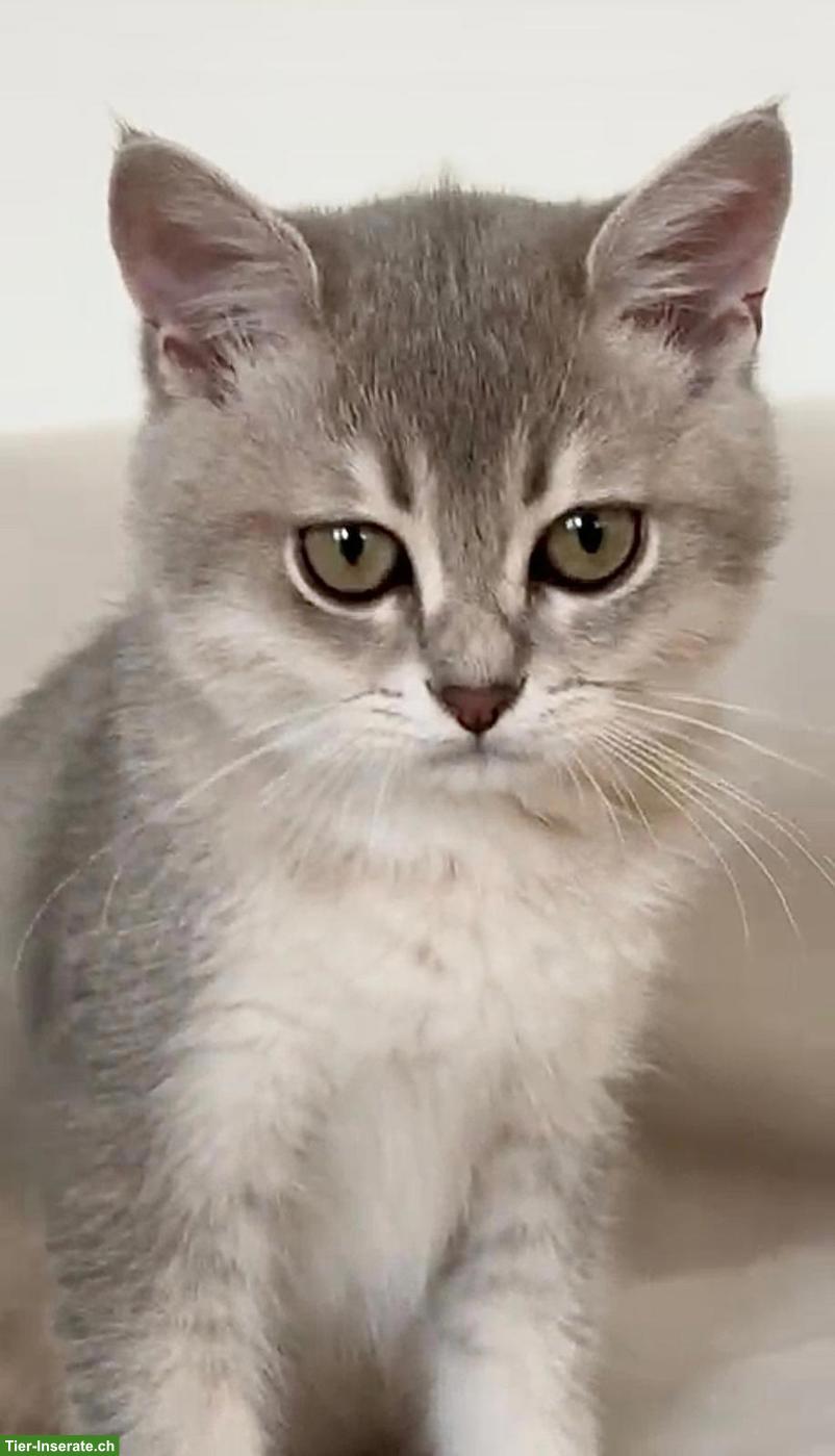Bild 5: BKH Kitten (1 Kater) sucht ein liebevolles Zuhause