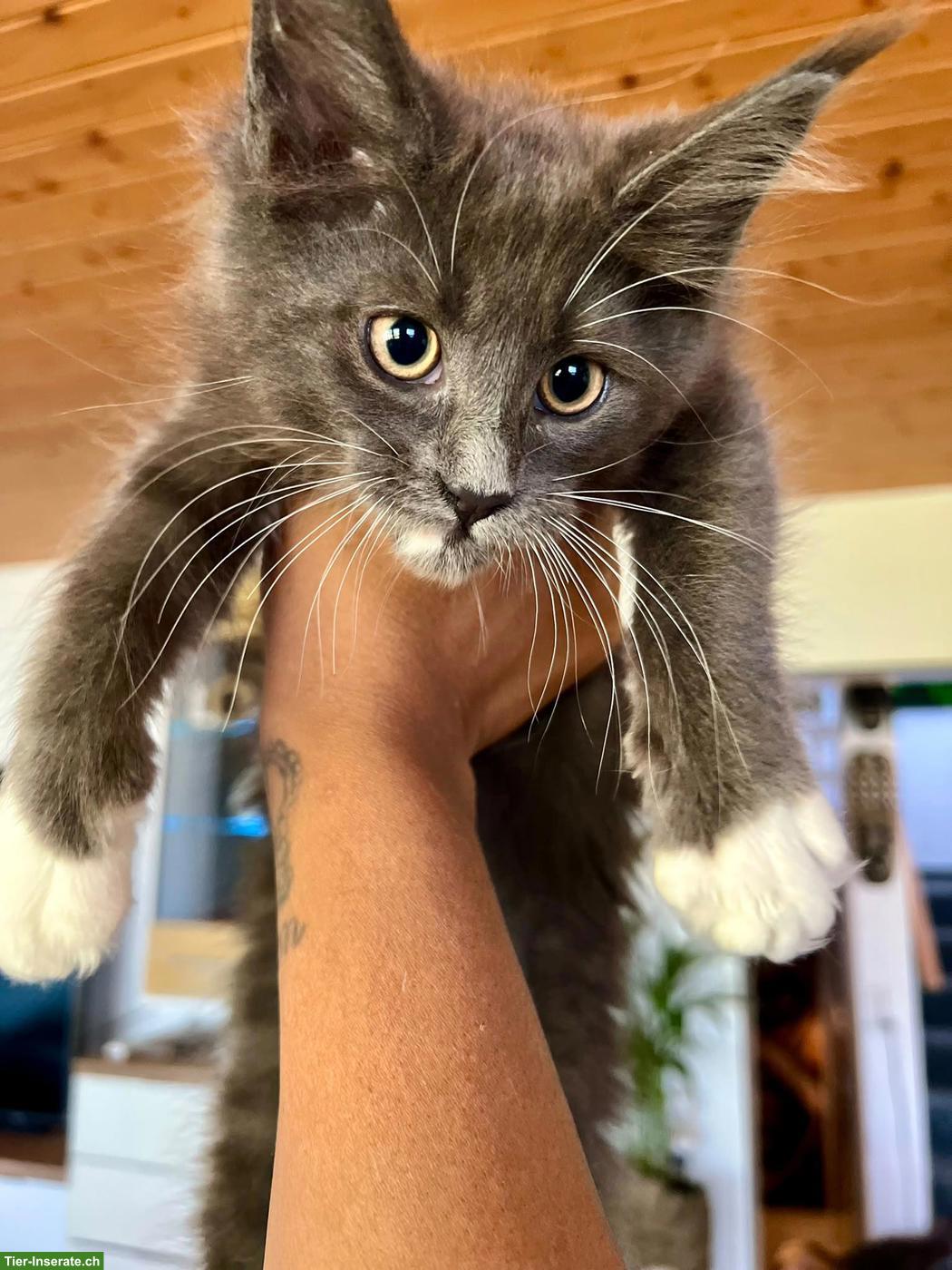 Reinrassige Maine Coon Kitten