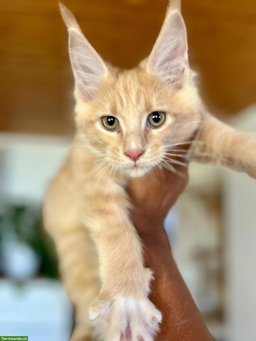 Bild 2: Reinrassige Maine Coon Kitten