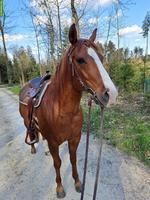 Reitbeteiligung in Niedergösgen