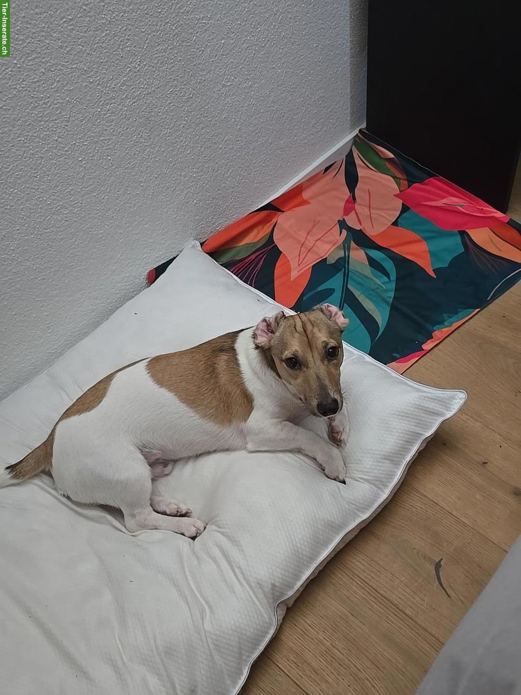 Jack Russell Terrier Junghund sucht seinen Menschen
